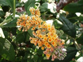 Sommerflieder gelbbl�hend Sungold Schmetterlingsmagnet