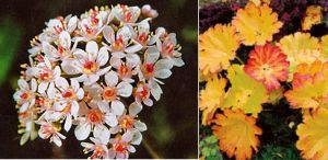 Schildblatt Darmera peltata rosa Bl�te riesige Bl�tter