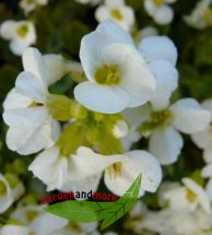 2 G�nsekresse Arabis caucasica wei� Polsterstaude