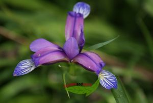 Pflaumenduft Iris graminea kleinw�chsig f. Steinanlagen