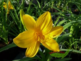 Hemerocallis Maik�nigin gelbe Taglilie fr�hbl�hend Duft