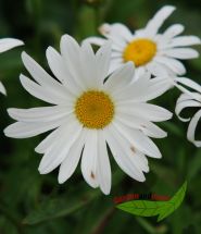 3 Sommermargerite, wei�bl�hend, Chrysanthemum Maximum