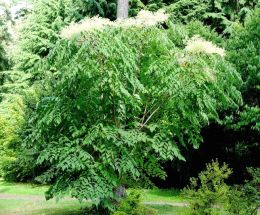Teufelskr�ckstock Japanischer Angelicabaum Aralia elata 40-60