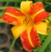 Hemerocallis - Taglilien