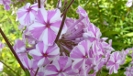 Phlox / Flammenblumen