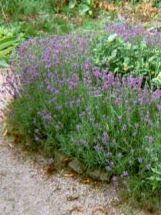 6 Lavendel (schöne Pflanzen)  duftend