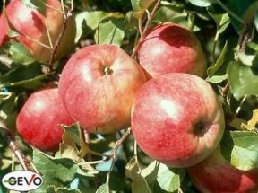 Apfel Baum Pinova, haltbarer Lagerapfel naturgesund
