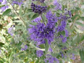 Bartblume Dark Night - leuchtend Blau wie die Nacht