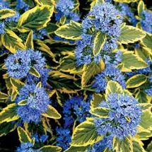 Bartblume Summer Sorbet, blaue Blten in farbigem Laub(R)