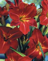 Hemerocallis Galena Holiday rote Sensation Taglilie