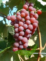 kernlose Wein- Tafeltraube Vanessa süß und rotfruchtig