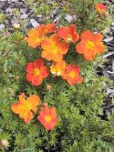 Potentilla orange, Fnf-Finger-Strauch, Dauerblher