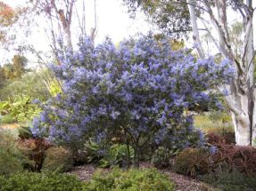 Sckelblume, schner blaublhender Zwergstrauch