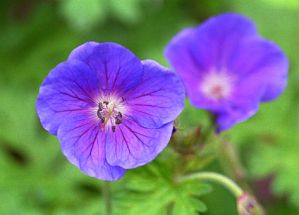 Storchschnabel Gravetye viele gro�e violettblaue Bl�ten