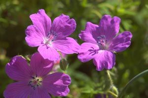 Storchschnabel Sirak, groe Blte in lavendelrosa toll!