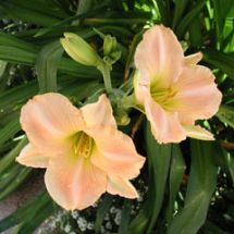 Taglilie - Hemerocallis Aprikose im Staudenbeet