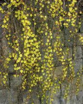 winterblühender Jasmin feine Ranken zarte, gelbe Blüten