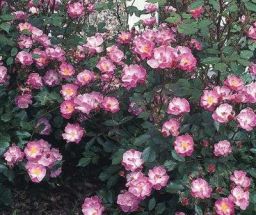 Rose Taunusblümchen