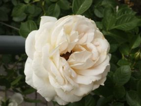 Rose Climbing Schneewittchen