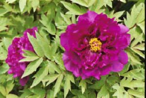 Baum - Pfingstrose violett -rosa Gui Fei Cha Cui