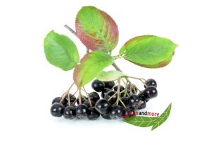 Apfelbeere Aronia melano. Viking ebare Frchte