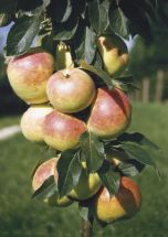 Sulenapfel Arbat reichtragend kleinwchisig und gesund