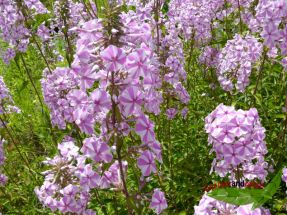 Wiesen Phlox Natascha wilde Flammenblume rosa-wei