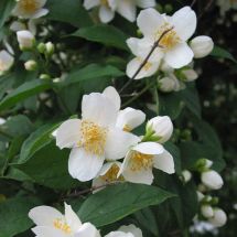 Bauernjasmin, Duftjasmin Philadelphus coronarius 60-100