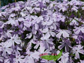 Teppichphlox hellblau Phlox subulata Bonita