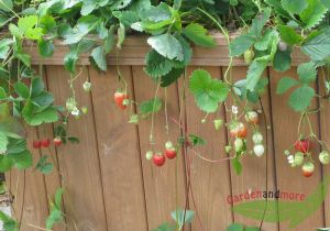 3 rote leckere Erdbeere Lambada dauertragend auch als Hängeerdbe