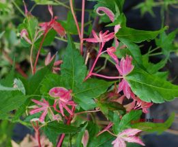 Einzigartiger Snurkdipodator Ahorn mit rosa Blattspitzen 50-70 c