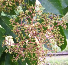 Tetradium danielli Bienenbaum auch Euodia hupehensis genannt