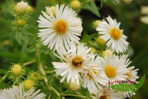 hohe Herbstaster Herbstschnee, wei dankbarer Blher