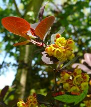 Blutberberitze Berberis Superba gelbe Blten Honigduft