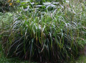 Riesensegge hohes Ziergras fr frische, feuchte Bden