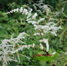 weie Strauenfeder- Astilbe Prof. van der Wielen, hoch