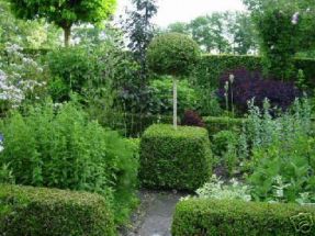 Buxbaum - Kreativität im Garten