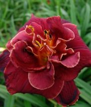 gefllte Hemerocallis Night Ember mahagoni, Taglilie Topf mit 18 cm Durchmesser