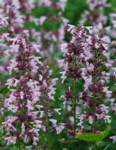 Nepeta Dawn of Dusk rosa Katzenminze kleinblumig Duft