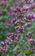 schwarzer Oregano, Duftpflanze mit feiner rosa Blüte