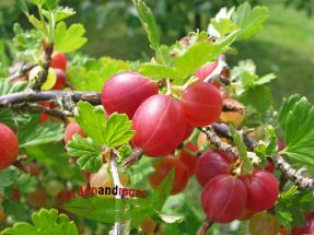 1 rote Stachelbeere Hinomaki mehltausresistent im Topf