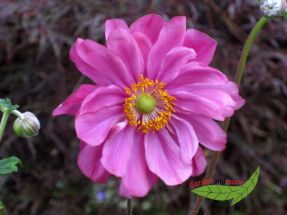 Herbstanemone Margarete pink halbgefllter Herbstschatz