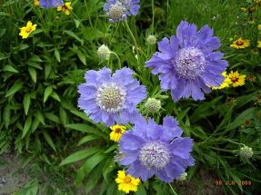 Schmetterlingsblume Blue Papillon zauberhaft und robust