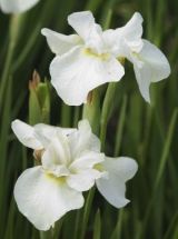weie Wieseniris White Swirl, Iris sibirica groblumig