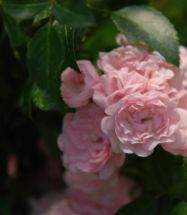 Rose The Fairy zauberhaft und vielseitig
