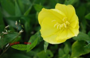 3  Texas-Nachtkerze Steingartenpflanze mit gelben Blüten