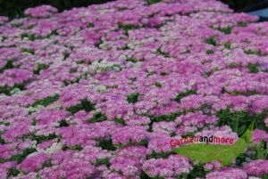 rosa Fetthenne Carmen, Staude, vertrgt trocken halbh.