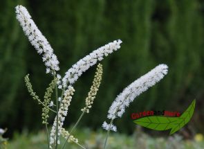 hohe Silberkerze, Cimicifuga, weie Kerzenblten