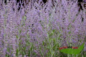 Blauraute, Perovskia Blte blau lange Bltezeit 20-40