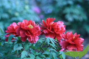 Japanische Baum Pfingstrose, Asahi Minato, lachsrote halbgef�llt